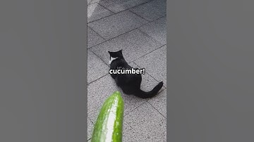 invideo ai 1080 Hilarious Cat Antics That Will Make Your 2025 05 24 #choreography #dance #dancer