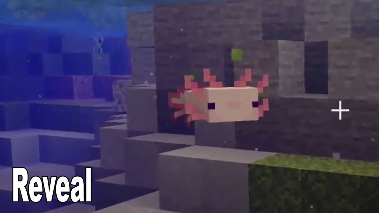 Minecraft Axolotls Mob Reveal Minecraft Live Hd 1080p Youtube