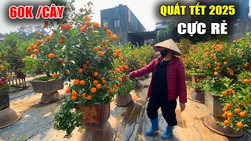 Quất tết 2025 giá rẻ tại Vườn Tứ Liên sẵn phục vụ khách | Viet Nam Food