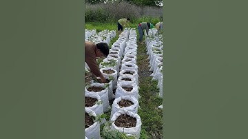 Về Trà Vinh trồng khoai lang cùng mình nhé!