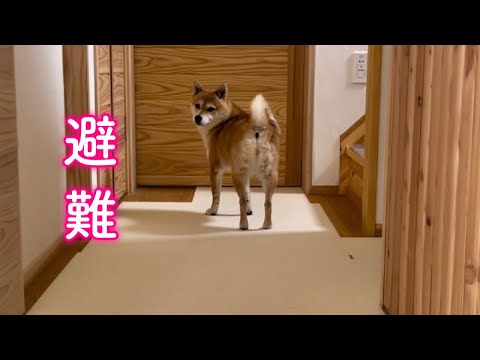 平和な朝だったのにパパの失態で迷惑そうに避難する柴犬が可愛い