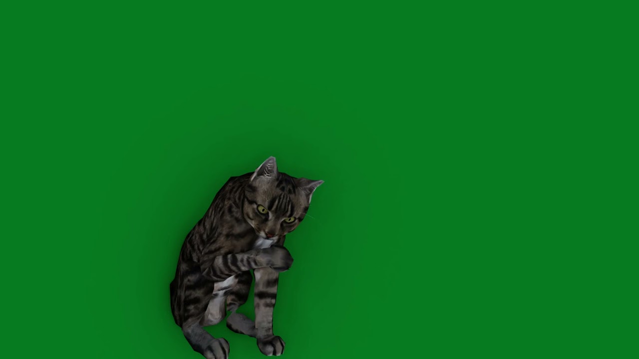 Cat green screen animation effects HD footages