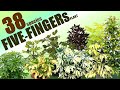 FIVE FINGERS PLANT SPECIES HERB STORIES 