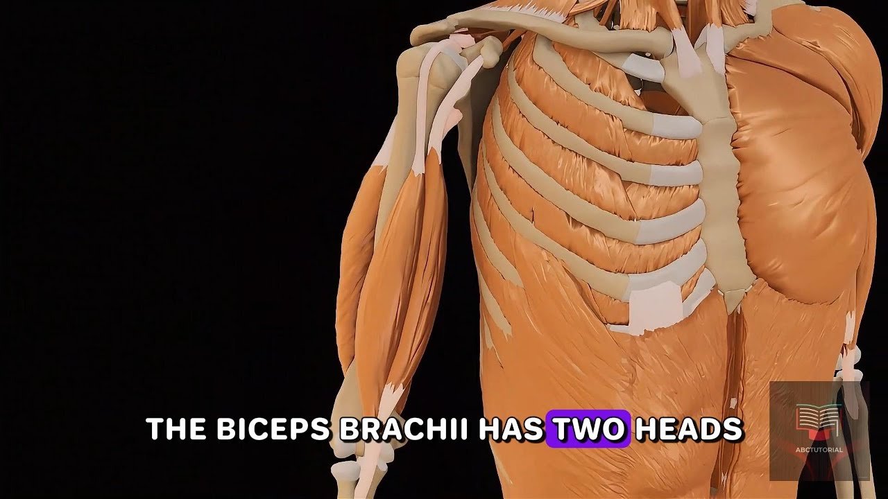 3D Animation of Arm Muscles | Medical Anatomy Tutorial for Students ...