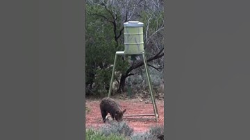 300 MAG VS HOG HEADSHOT! #shorts #hunting #fyp #headshot #viral #content #guns #outdoors #animals