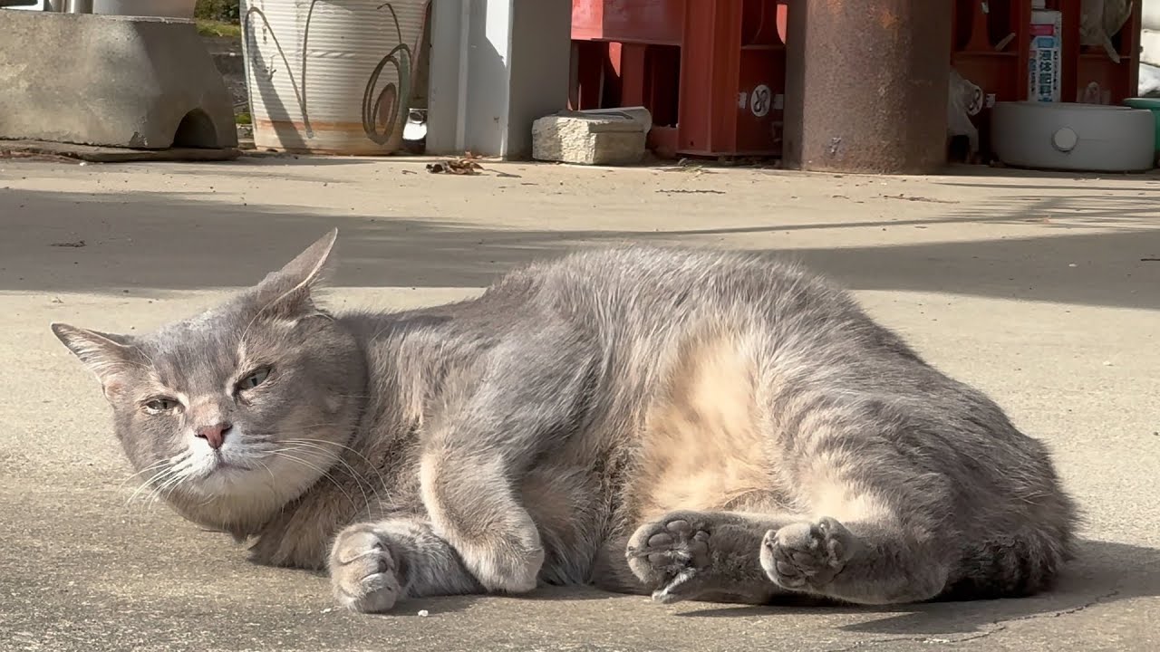 お昼寝から目覚めて.. 集会所から一度家に戻り.. お向かいにゆき.. 数件離れたお宅の裏でおばあちゃんに呼ばれて鳴きながら走って来た猫…【さっちゃんとおばあちゃんの散歩・1170日目】・・・