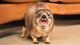 Hyraxes 🦔 You Won't Believe Their Calls! | 1 Minute Animals by 1 Minute Animals 4,256 views 1 month ago 1 minute, 6 seconds