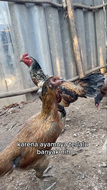 panen pamangon bulbi 7 bulanan