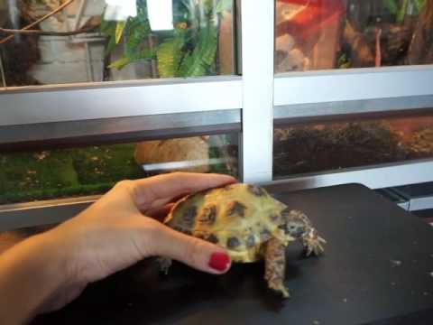 Видео: Есть ли у черепахи пластрон?