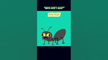 Do Ants Really Never Sleep? 🐜 ⏰