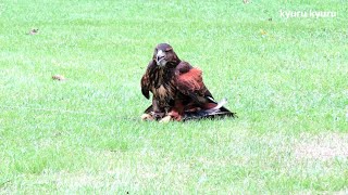 鷹匠の実演 諏訪流放鷹術 (鷹匠のかわいい鷹たち) A Falconer, Harris's Hawk, Northern Goshawk | Kyuru Kyuru 鷹匠の実演 諏訪流放鷹術 (鷹匠のかわいい鷹たち) A Falconer, Harris's Hawk, Northern Goshawk | Kyuru Kyuru