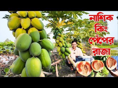নাশিক কিং পেঁপে চাষ করে কৃষকের দারুণ সফলতা | রঙ-স্বাদ-ফলনে কেন সেরা?