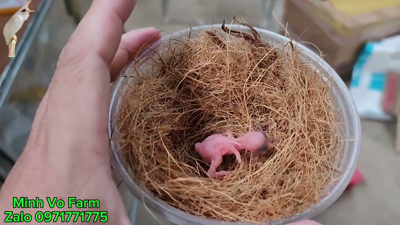 Hướng dẫn ấp máy và nuôi chim non mới nở