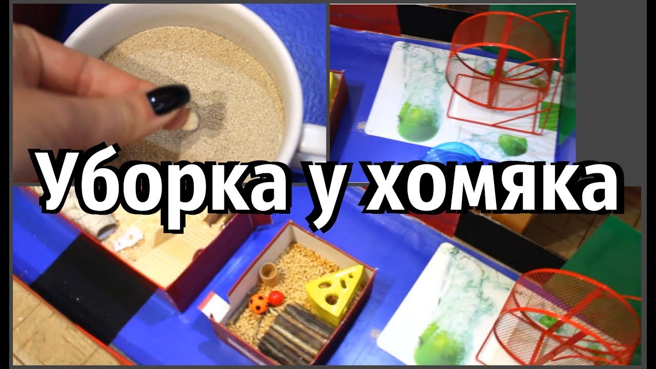волнистый попугай видео УБОРКА У ХОМЯКА ЭМИ. Вольер для хомяка