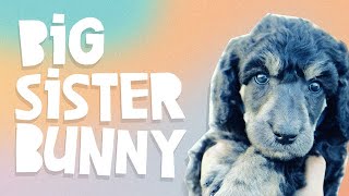 The Countdown Begins | What About Bunny