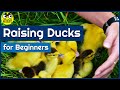 Raising Ducks - Introduction for Beginners