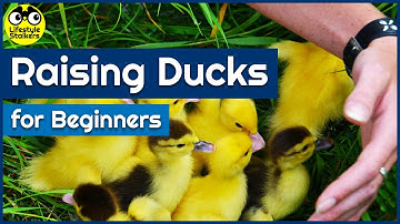 Raising Ducks - Introduction for Beginners