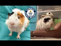 Super smart guinea pig performs the most tricks in one minute