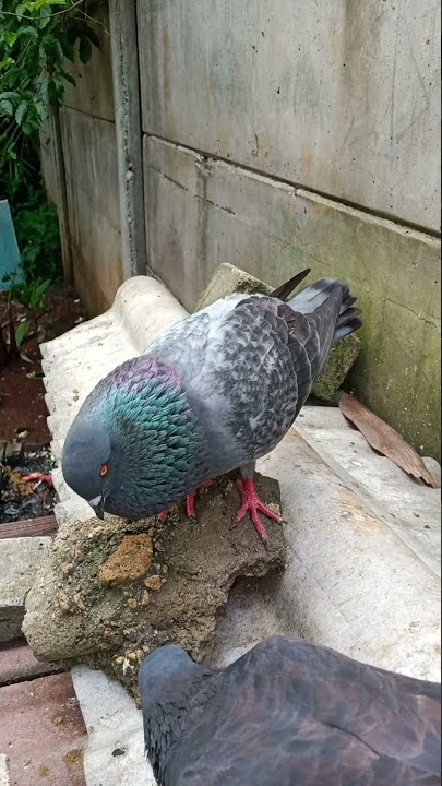merpati minta segera kawin..