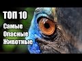 ТОП 10 Самые Опасные Животные | ИНТЕРЕСНЫЕ ФАКТЫ