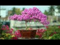 | How to make Bougainvillea Bonsai and flowering system | বাগান বিলাস বনসাই| Bonsai Artisan | AQIB |