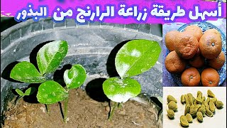 زراعة الرارنج من البذور خطوة بخطوة