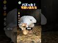 ものすごく可愛い鳥達が最高すぎる！