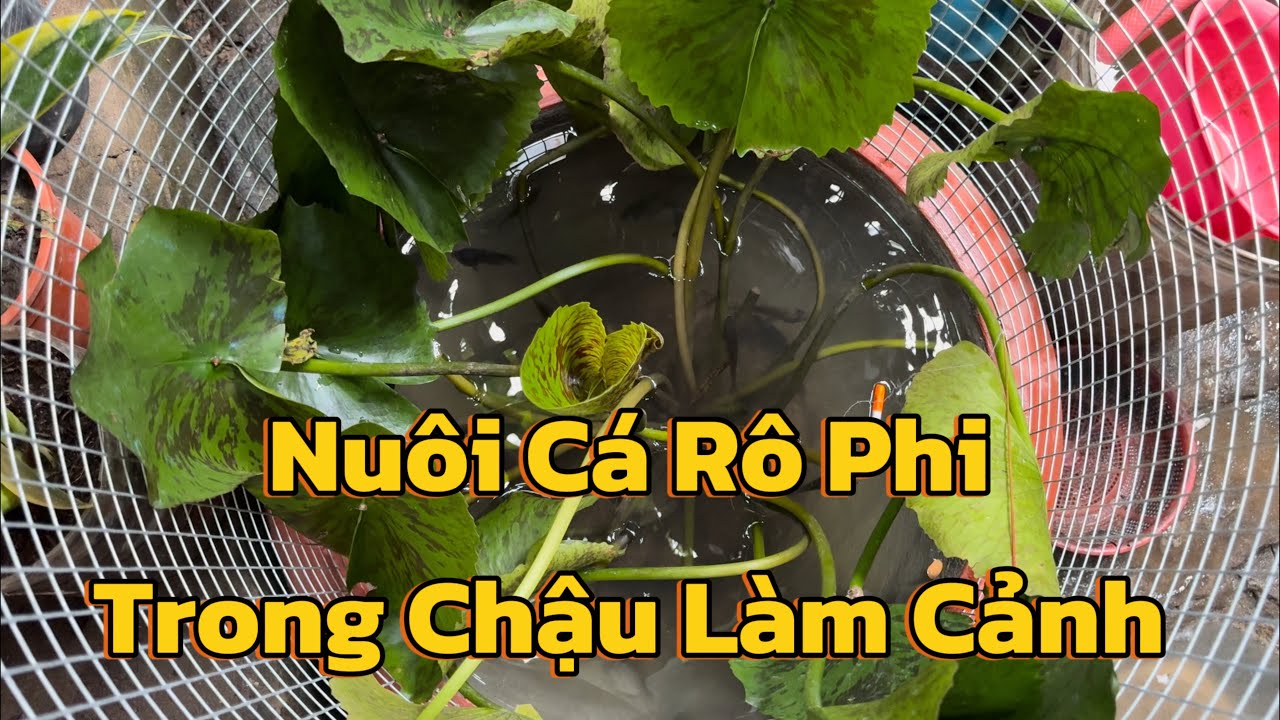 Nuôi Cá Rô Phi Trong Chậu Cây Làm Cảnh - YouTube