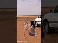 ياغزال علق الوسم في قلبي وراح