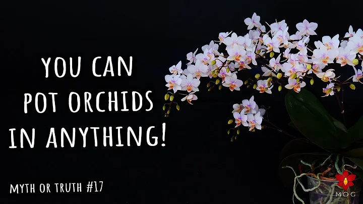 You can pot Orchids in anything! Myth or Truth #17 - DayDayNews