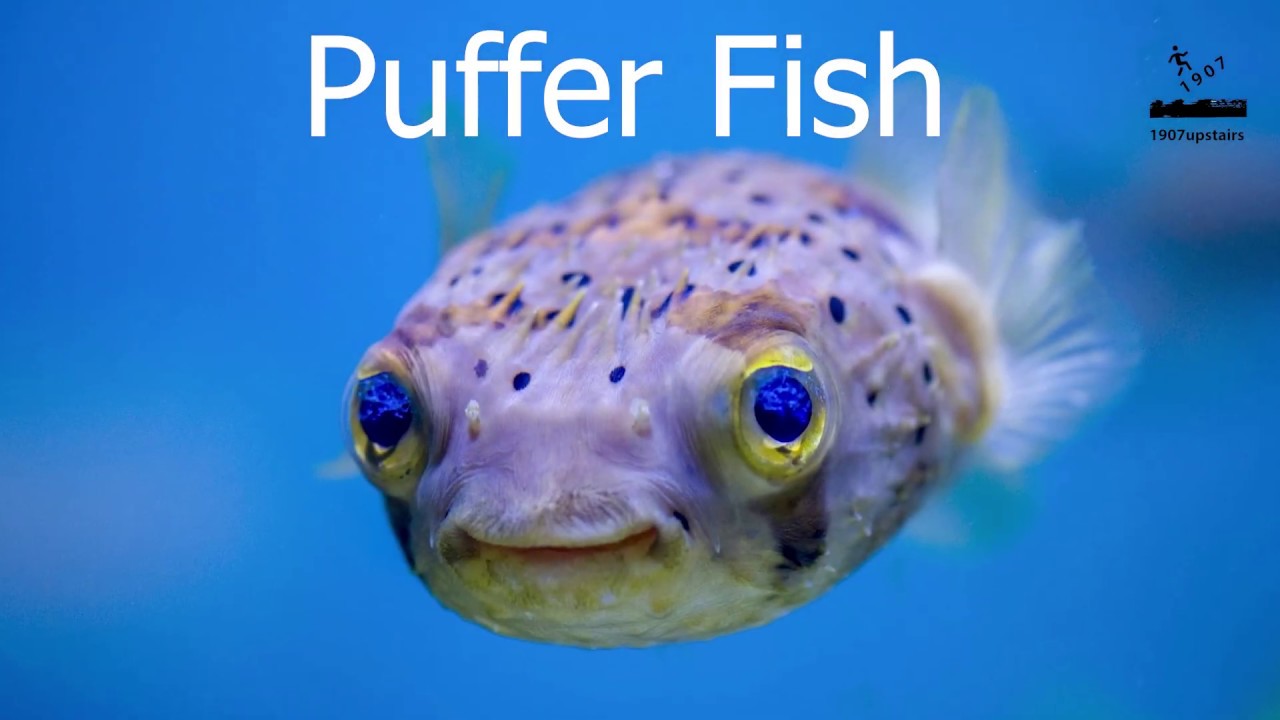 Most Poisonous Animals In The World YouTube most-poisonous-animals-in-the-world-youtube