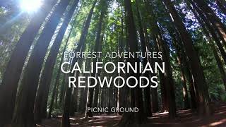 Californian redwoods, beech forest