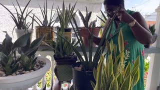 Planting different varieties of Sansevierias / Motherinlaw tongue in Jamaica