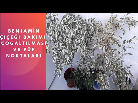 Video: Ficus Nasıl çiçek Açar (7 Fotoğraf): Benjamin'in Ficusunun Evde çiçeklenmesi, Ficus Diversifolia'nın çiçeklenmesinin özellikleri