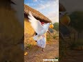 कबूतर कैसे बनी मां #ai #shorts #viral#video