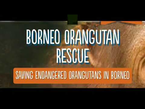 Video: Yağlı Malayziyalı Orangutan Pəhrizə Qoyulur