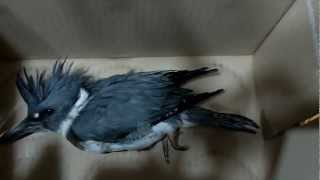 Rescue of a Belted Kingfisher Bird