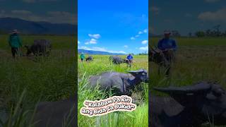 “Kalabaw Pa Rin ang Bida sa Bukid! | Bayani ng Sakahan at Ani ng Sipag” #KalabawSaBukid #AniNgSipag