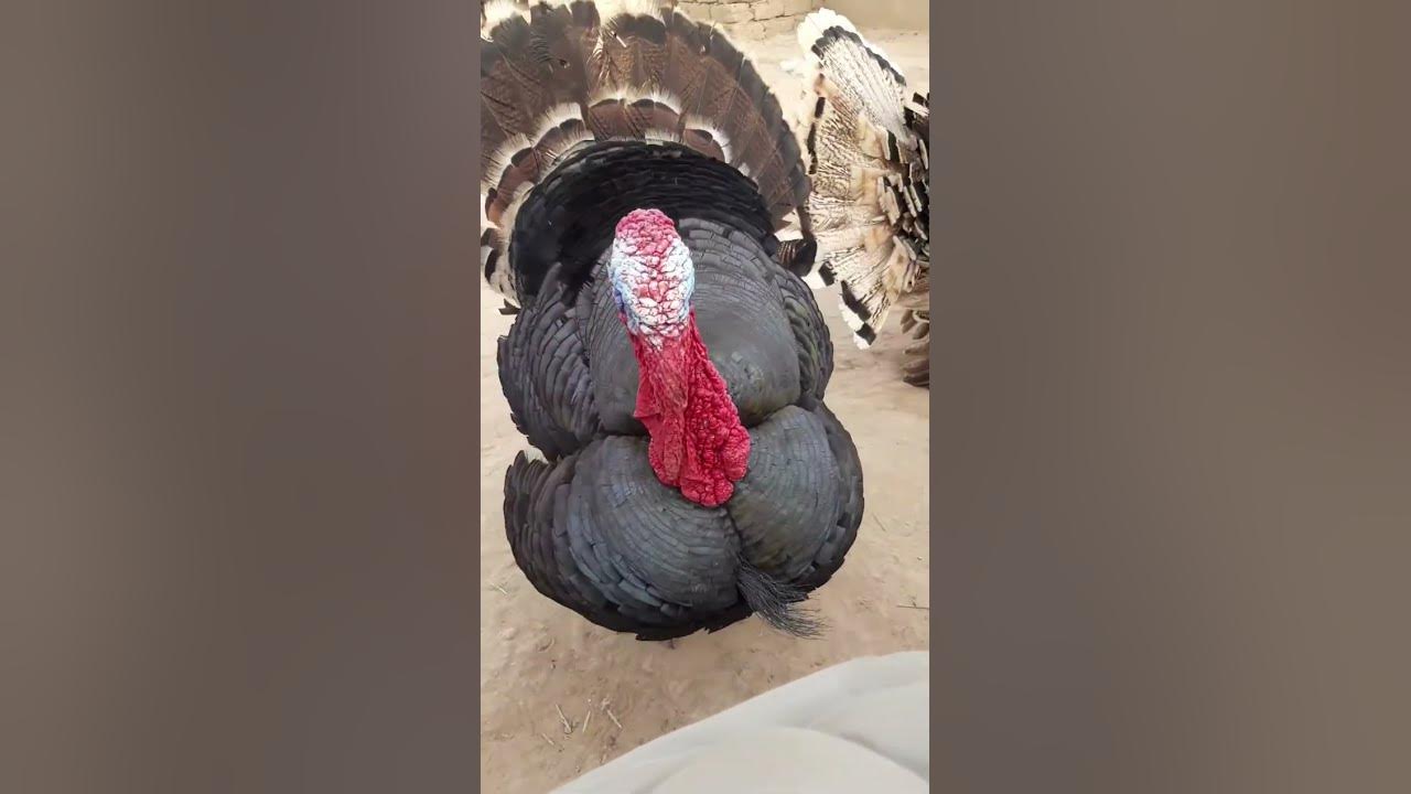 Discovering the Fascinating World of Domestic Turkey Birds Turkey