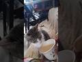 uma caneca e um prato fundo #fypage #shortvideo #gatos #cats #pets #música