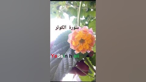 سورة الكوثر O Alcorão Sagrado em Portugal   القران الكريم باللغه البرتغاليه