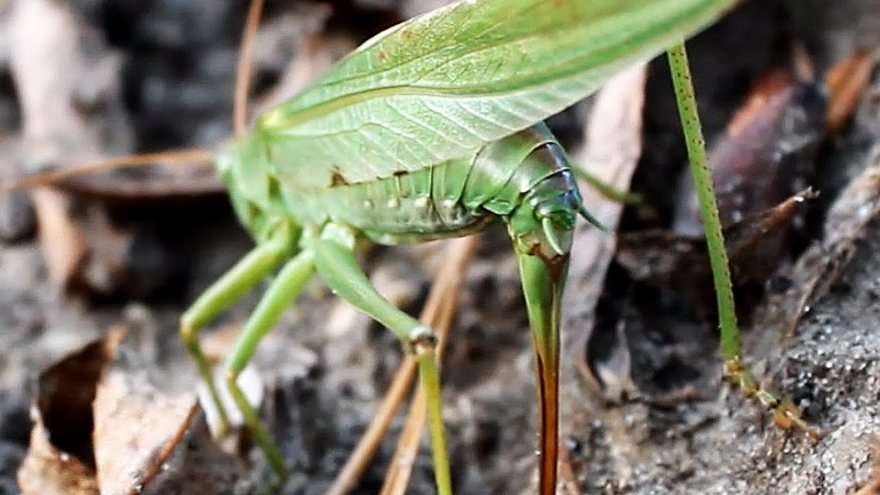 Great Green Bush Cricket/Locust lays Eggs with its big long Tail/Sting