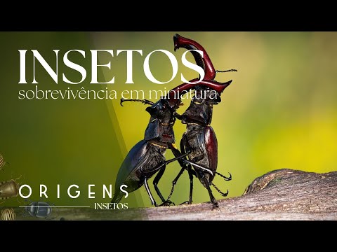 Documentário: Como os insetos se defendem? Sobrevivência e estratégia | Ep. 7 | ORIGENS