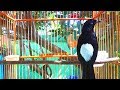 Suara Santai Murai Batu Seperti Ini Paling Cocok Dijadikan Pancingan Burung Anda Mp3 - Mp4 Download