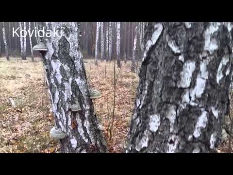 Грибы на деревьях и пнях в осеннем лесу