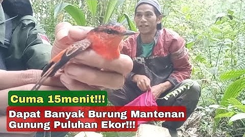 Pikat Burung Mantenan Gunung 15 Menit aja dapat banyak banget