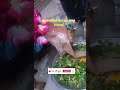 Beautiful Qurbani Goat Video | #ytshorts #animal #goat #eid #2026short