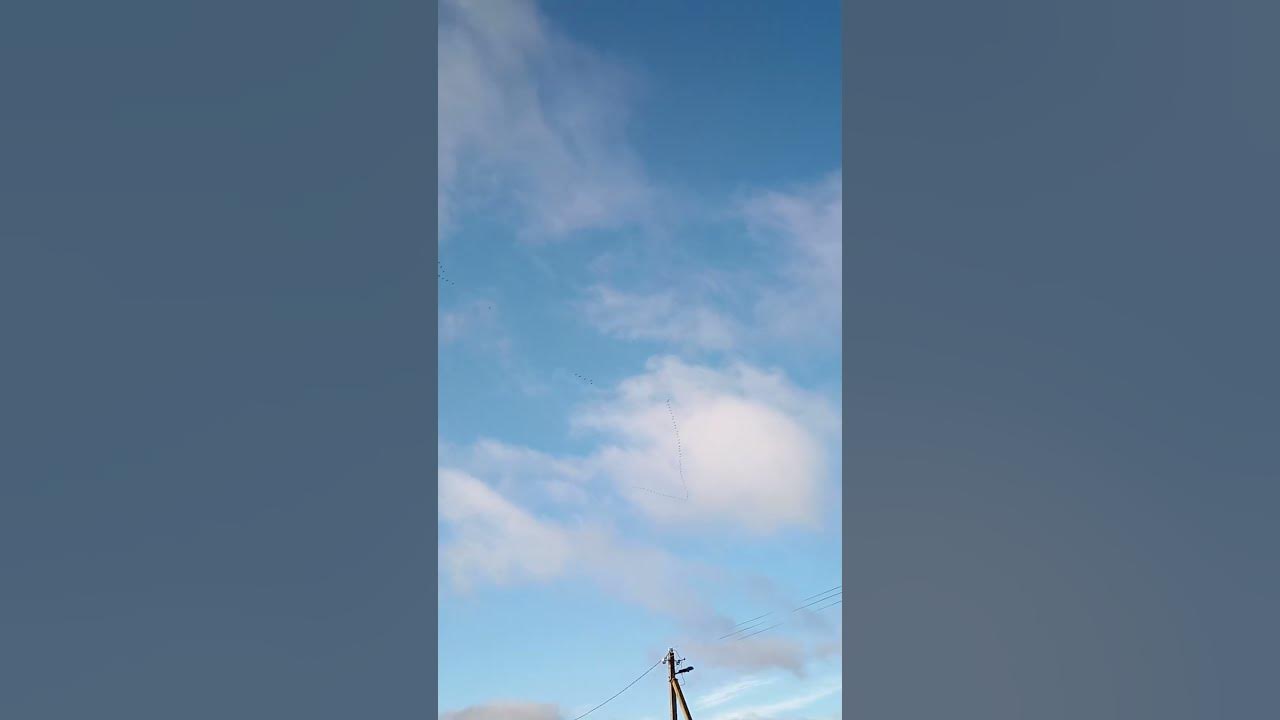 "Летят Перелетные Птицы, в Осенней дали голубой! летят они в жаркие ...