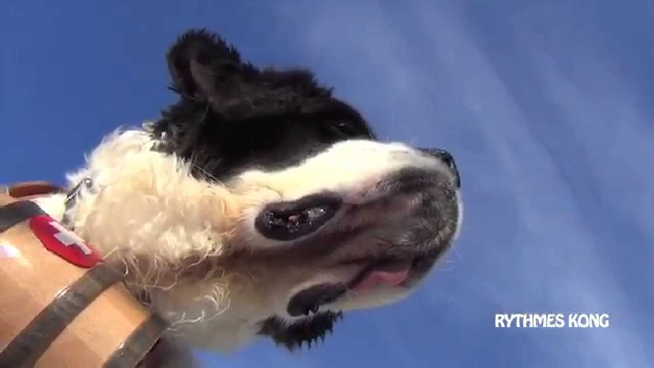 Mon Saint Bernard Un Drôle De Chien De Sauvetage