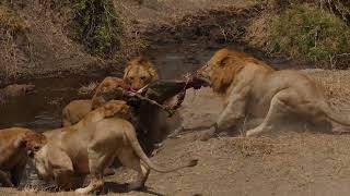 This is TOP 10 of the real lion hunt in Serengeti. (4-3 Places) [African Safari Plus⁺] 195